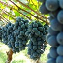 예밀농장 이미지