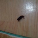 반딧불 PC 이미지