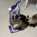 청소사냥 | 고양이모래추천 먼지없는 벤토나이트 교체시기와 화장실청소방법 마이도미넌트 후기
