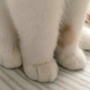 고양이발 이미지