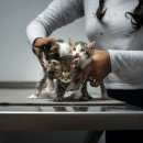 팜동물약국 이미지