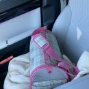 고양이세수 | 진주 혁신도시 반려동물 미용&amp;목욕 전문 ‘고양이 세수 설렘’ 방문 후기