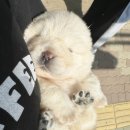 양평특수견 이미지