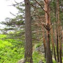 10월 11일 토요당일 -＜강릉의 조산＞- 강릉 칠성산+매봉산/솔향수목원 신청안내(28인승/31인승) 이미지