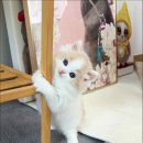 고양이 입양센터 캣스토리는 반려동물의 또 하나의 가족입니다.