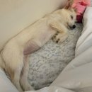 서원켄넬 | 10월은 새로운 가족이 생겼어요