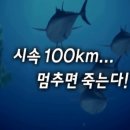 솔로몬냉동 이미지