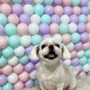 이쁘개귀엽개 이미지