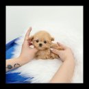 유앤미펫 강아지분양 고양이분양 위례점 이미지