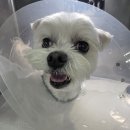 우리덕구 동물병원 | 우리 짱아, 소래동물병원에서의 TPLO 수술 리얼후기🤍