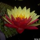 연리지