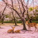 매일온천 이미지