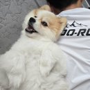 차박사얼큰이 | 창원 대방동 차박사 얼큰이 닭발 닭날개 야식 맛집 후기