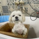 아임그루머 이미지