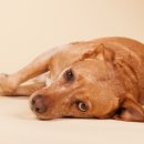 꼬리치는강아지 이미지