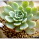 골드코인