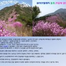 4월11일(수)선거일특별산행 마산대산광려 진달래 이미지