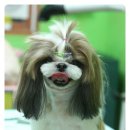 도토리 펫살롱 이미지