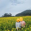 사계영농조합 | [제주도 유채꽃] 2월말 3월초 제주도 유채꽃 여행 후기 (2025년)