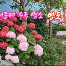 분홍집