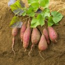 행복한작은고구마 이미지