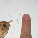 페이머스치킨 이미지