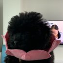 보라종합동물병원 이미지