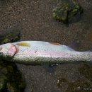 황금향어 이미지