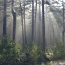 통고산자연휴양림 이미지