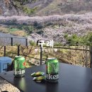 장터추어탕캠핑장 | 섬지캠핑장 3월말 벚꽃캠핑 (소나무동 3번 / 새로운 사이트들)