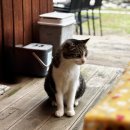 한붓꽃그림 이미지