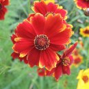 바보농장 이미지