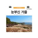 11월의 가을 - 대전광역시 - 대전에서도 대청호가 가장 아름답다는 추동입니다 이미지