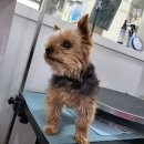 까끼애견미용 이미지