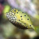 다이브스테이 이미지