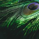 직산합기도정도관 이미지