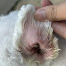 전주 인후동 강아지 미용 순심이네 펫 살롱 애견미용 솔직후기