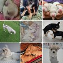 좋은동물병원(출장전문) | 시흥강아지교배는 출장으로 합니다!