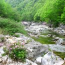 고향산천 Daum카페