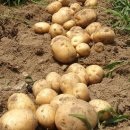 감자재배법 이미지