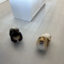 댄디안경원 이미지