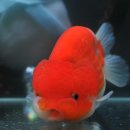 홍백농장 이미지