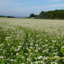 메밀사랑 이미지