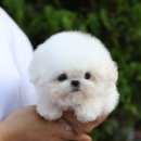 퍼피빌리지 이미지