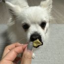 오도도그 | 대전 강아지 수제간식 오도도그 , 펫푸드클래스 애견간식 후기