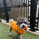 몽블리 펫샵 이미지