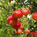 고흥-1호 이미지