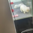 야옹아 멍멍해봐(에코시티점) | <오늘의추천> 전주 에코시티 야옹아 멍멍해봐 강아지 목욕(with 스타벅스)