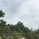 파인트리하우스