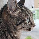 먹어볼래 이미지